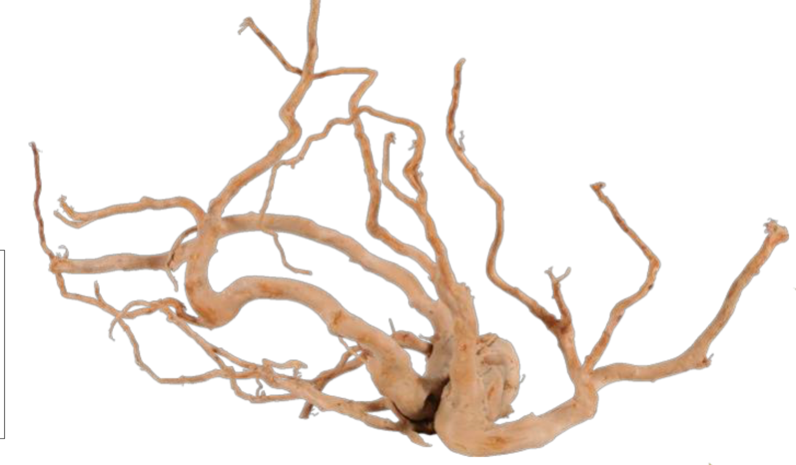 Zolux Legno Radice per Acquario RedWood +60cm Zolux Legno Radice per Acquario RedWood +60cm